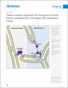 Yeast lunapark regulates the formation of trans-Sey1p complexes for homotypic ER membrane fusion