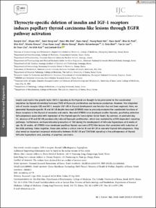 Thyrocyte-specific deletion of insulin and IGF-1 receptors induces papillary thyroid carcinoma-like lesions through EGFR pathway activation