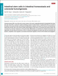 Intestinal stem cells in intestinal homeostasis and colorectal tumorigenesis