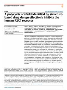 A polycyclic scaffold identified by structure-based drug design effectively inhibits the human P2X7 receptor