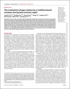 The mechanism of gap creation by a multifunctional nuclease during base excision repair