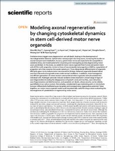 Modeling axonal regeneration by changing cytoskeletal dynamics in stem cell-derived motor nerve organoids