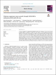 Chalcone suppresses tumor growth through NOX4-IRE1 alpha sulfonation-RIDD-miR-23b axis