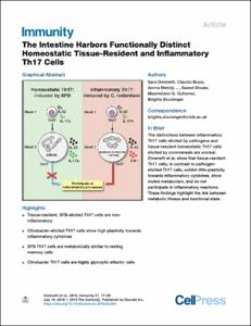 The Intestine Harbors Functionally Distinct Homeostatic Tissue-Resident and Inflammatory Th17 Cells