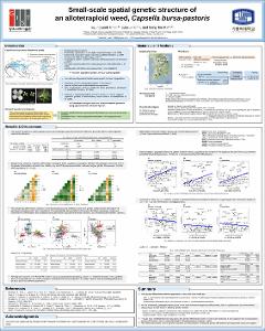 Small-scale spatial genetic structure of an allotetraploid weed, Capsella bursa-pastoris