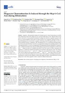 Article phagocyte chemoattraction is induced through the mcp-1–ccr2 axis during efferocytosis