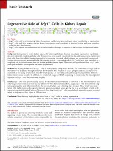 Regenerative Role of Lrig1 + Cells in Kidney Repair