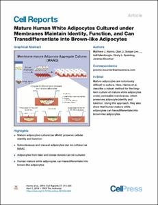 Mature Human White Adipocytes Cultured under Membranes Maintain Identity, Function, and Can Transdifferentiate into Brown-like Adipocytes