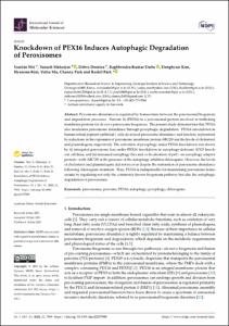Knockdown of PEX16 Induces Autophagic Degradation of Peroxisomes