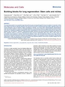 Building blocks for lung regeneration: Stem cells and niches