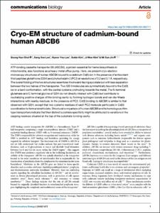 Cryo-EM structure of cadmium-bound human ABCB6