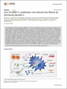 Loss of SREBP-1c ameliorates iron-induced liver fibrosis by decreasing lipocalin-2