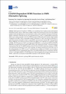 U2AF65-Dependent SF3B1 Function in SMN Alternative Splicing